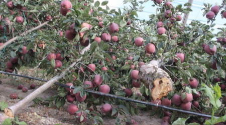 Şiddetli yağış binlerce elma ağacını kökünden kırdı