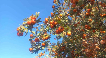 Şifa deposu alıç meyvesine rağbet arttı