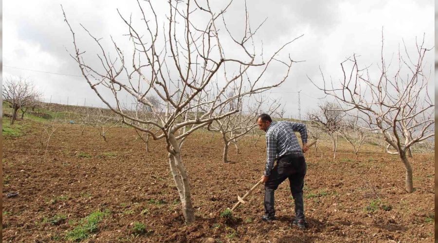 Siirt fıstığında yüksek verim beklentisi