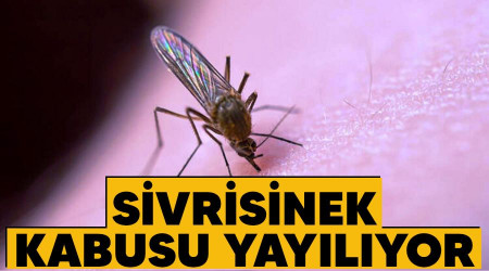 Sivrisinek kabusu yayılıyor