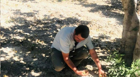 Son yılların en sıkıntılı incir sezonu