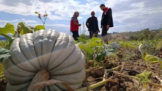 Tekirdağ'da tarladan sofraya bal kabağı mesaisi