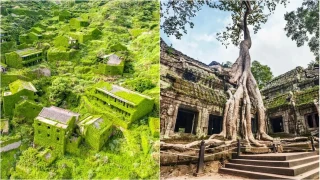 Terk edilmiş şehirlerde ekosistemin yeniden doğuşu