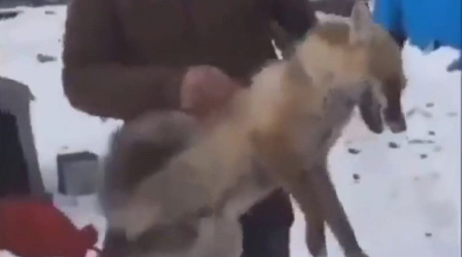 Tilkiye yapılan eziyetin görüntüleri tepki çekti, Valilik harekete geçti