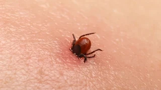 Tokat'ta 10 kişi KKKA hastalığı teşhisiyle tedavi görüyor