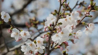 Tokyo'da Sakuralar izleyenlere g�rsel ��len ya�att�