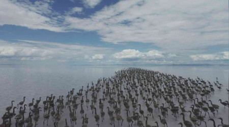 Tuz Gl'nde flamingo ov