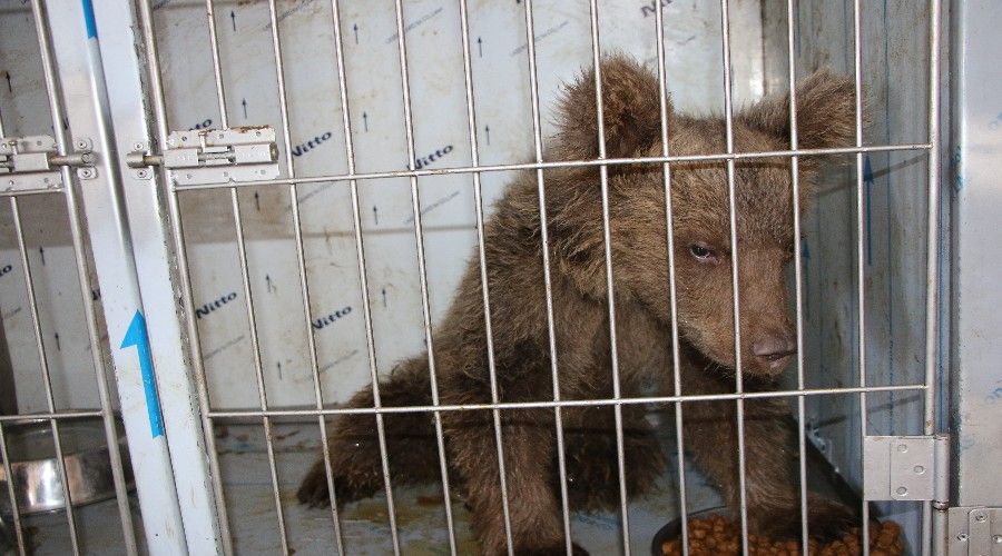 Yaral� yavru ay� sa�l���na yeniden kavu�tu