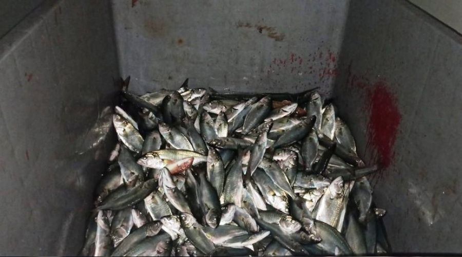 Yenikap�'da 25 kasa l�fere el konuldu