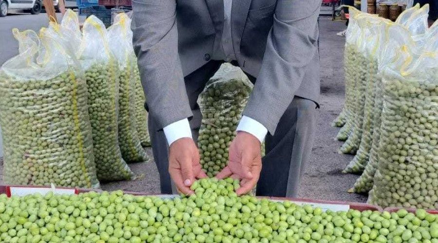 Ye�il zeytinde bu y�l rekolte d���k