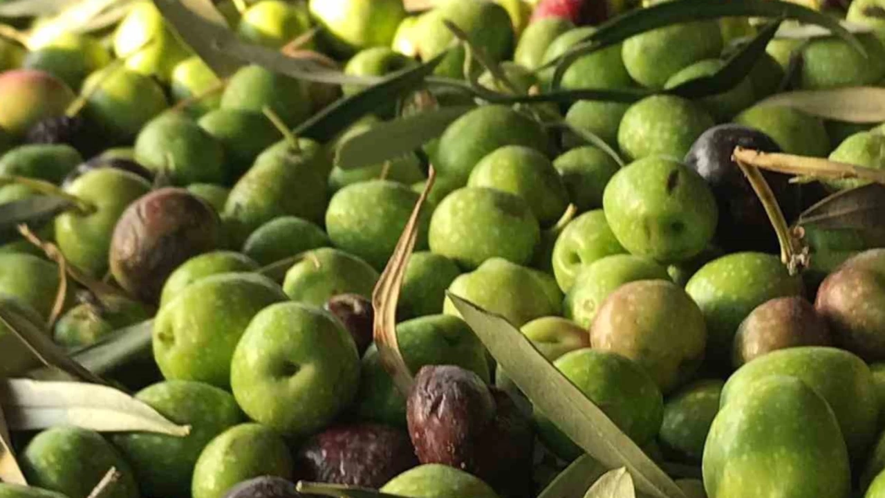 Zeytin üreticilerine erken hasat uyarısı
