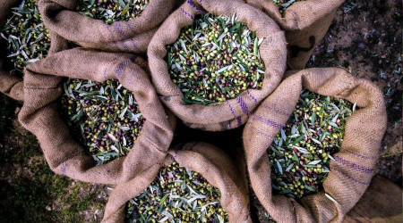 Zeytin ve zeytinyağı ihracatı 136 milyon dolara ulaştı