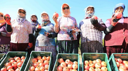 Zeytinköy'ün ilk 'nar şenliği' bu pazar yapılacak