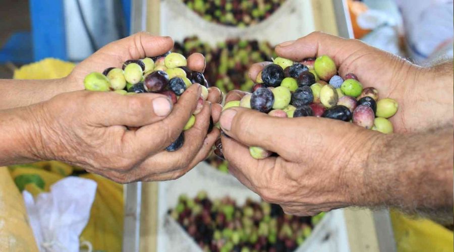 Zeytinyağının zahmetli ve tatlı biten yolculuğu