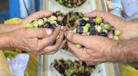 Zeytinyağının zahmetli ve tatlı biten yolculuğu