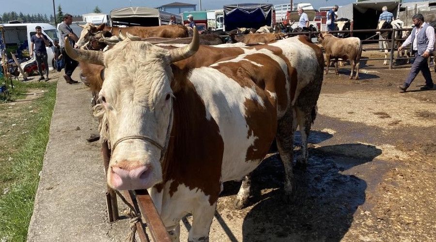 2 ayda 2309 hayvana kulak k�pesi