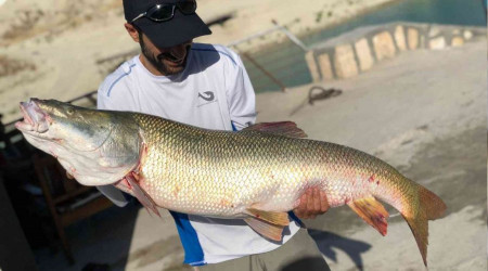 26 kiloluk dev turna balığı oltaya geldi
