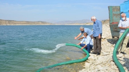 350 bin sazan yavrusu baraja brakld