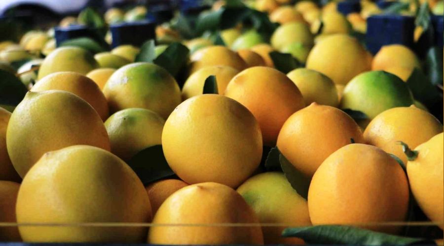 Limonda üreten de, satan da, alan da memnun değil