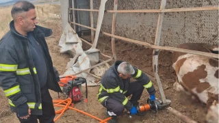 Aksaray'da büyükbaş hayvan yüklü tır devrildi