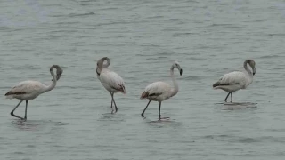 All� turnalar bu y�l Van'a erken geldi