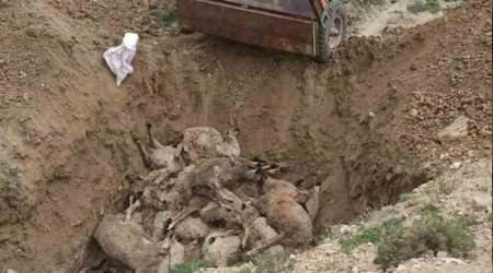 Ankara'da sokak köpekleri 40 kuzuyu telef etti
