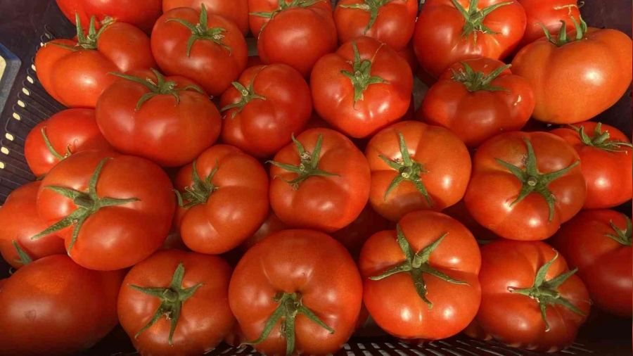 Antalya'da sezonun ilk domates hasadı yapıldı