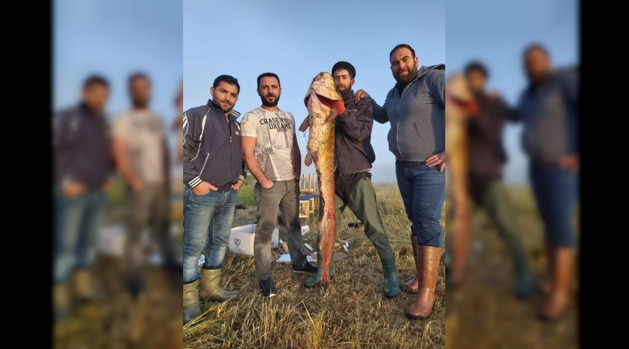 Aras'ta 1.5 metrelik yay�n bal��� yakaland�