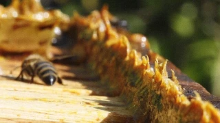 Ar�lar�n gizli silah� propolis, k�� aylar� �ncesi talep g�r�yor