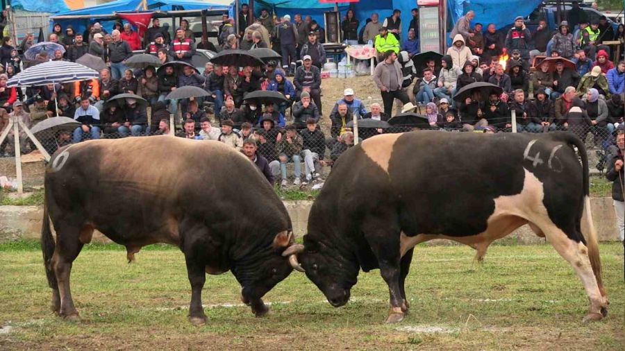 Artvin'de bo�a g�re�leri renkli g�r�nt�lere sahne oldu