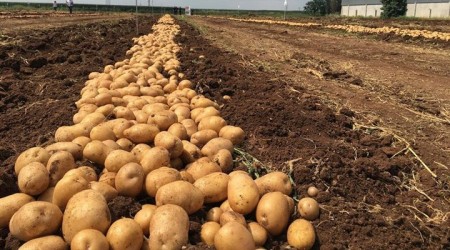 Askere patates çağrısı