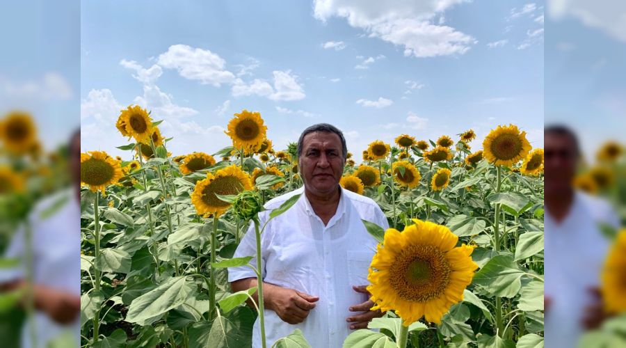 Ay�i�ek ya��nda T�rkiye d��a ba��ml�