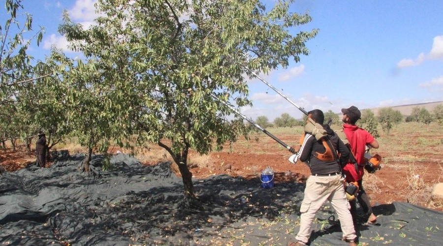 Badem hasadında sona gelindi