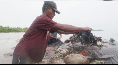 Balinanın midesinden 6 kilo çöp çıktı