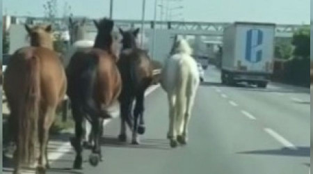 Başıboş atlar Bursa'nın en işlek caddelerinde