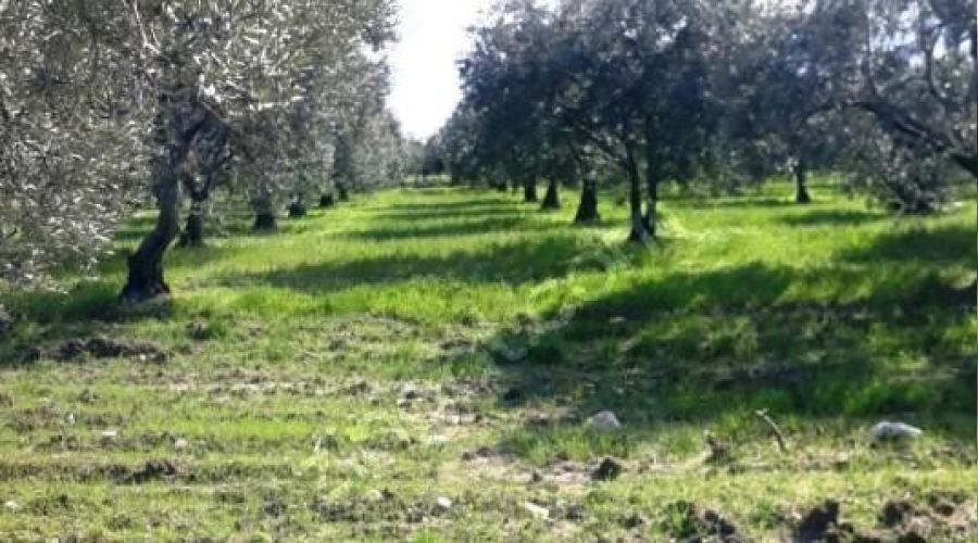 Bay�nd�r'da 86.860 m� zeytinlik icradan sat�l�kt�r