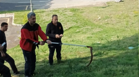 Belediye otobüsünde yılan paniği