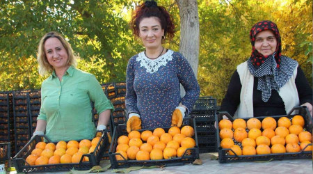 Bilecik'te herkes hurma hasadında