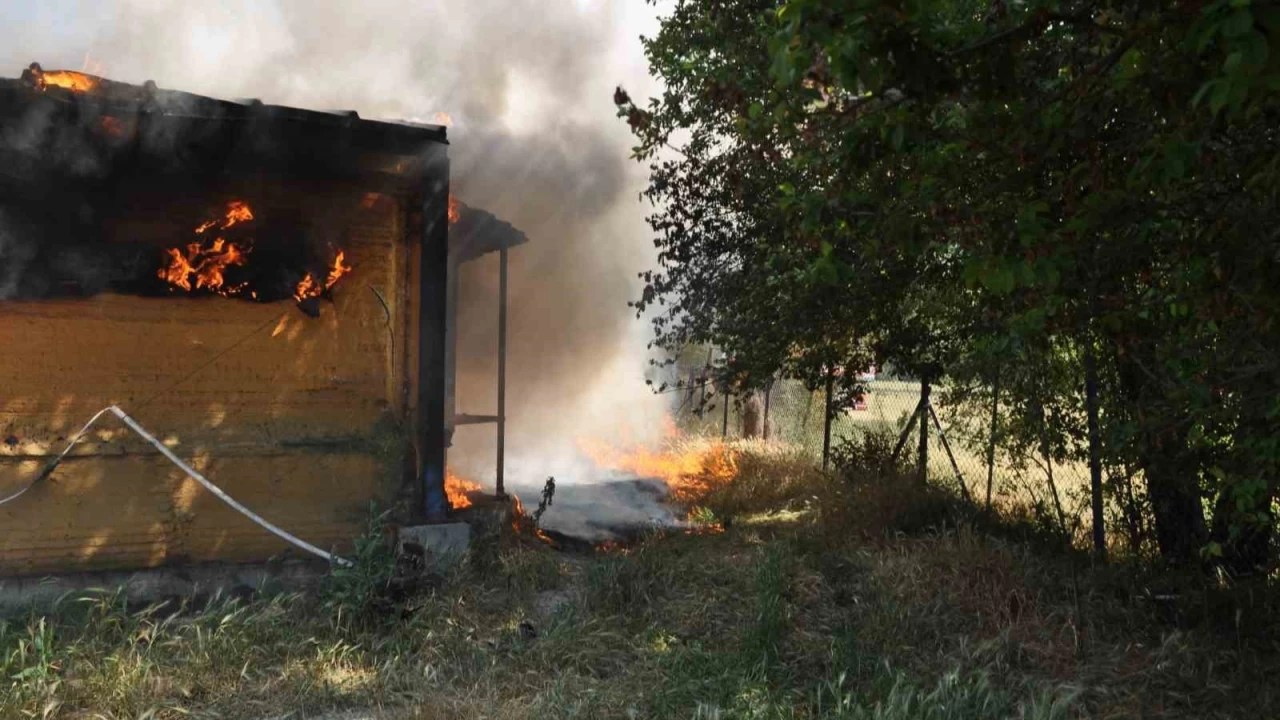 Binlerce civciv yanarak telef oldu