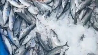 Bir gecede 2 bin adet palamut yakaladı