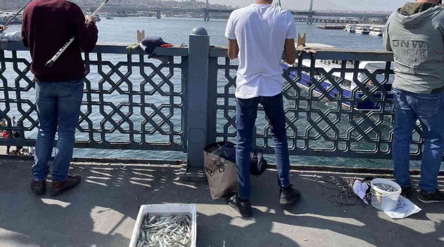 Boaz'da dikkat eken istavrit bolluu