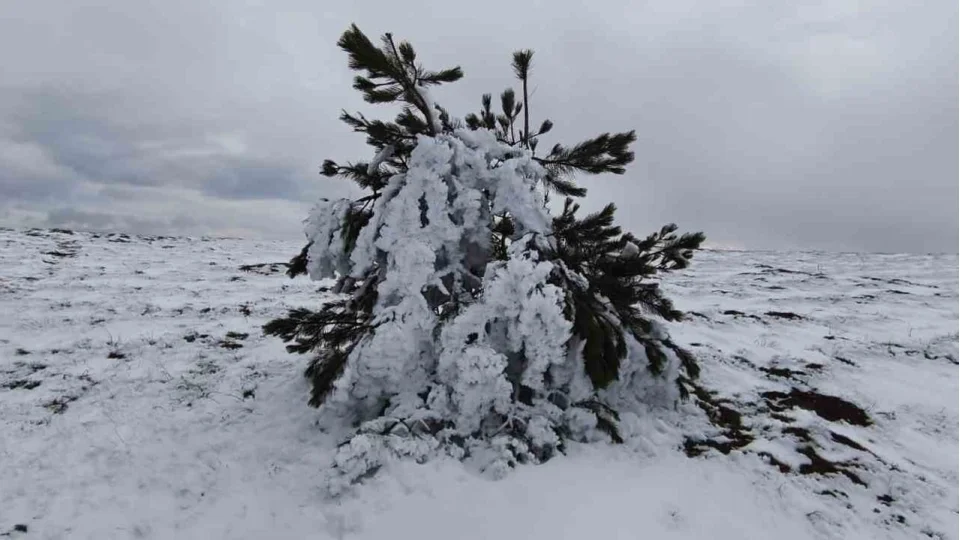 Bolu'da so�uk hava a�a�lar� dondurdu