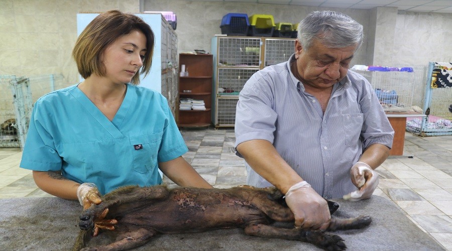 Bu köpeğin başına gelenlere bakar mısınız