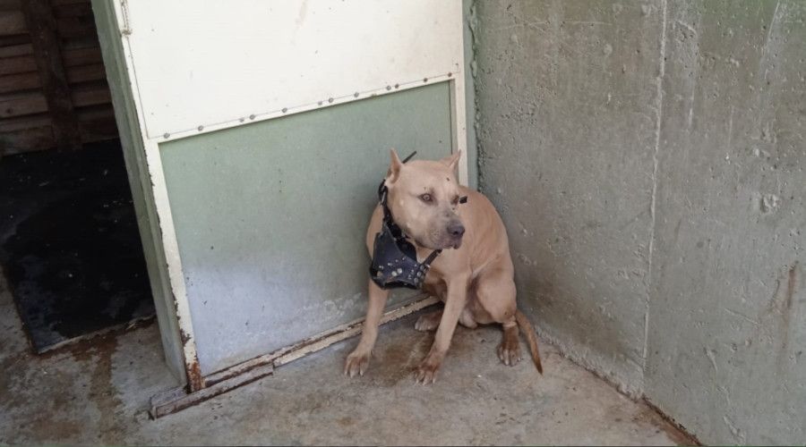 Bu k�pekleri besleyenler dikkat