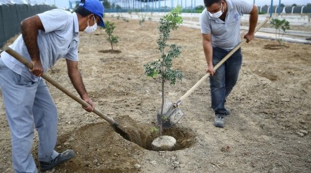 Büyükşehir Sakız ağaçlarını toprakla buluşturdu