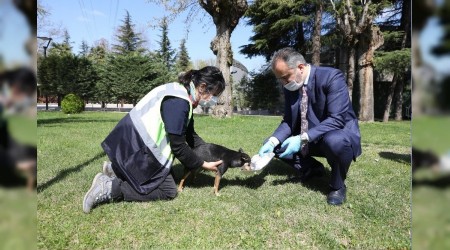 Büyükşehir'den can dostlarına modern yuva