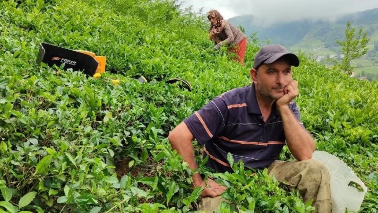 ÇAYKUR günlük çay alım kontenjanını bu kez de 20 kilograma düşürdü