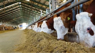 CHP Ni�de Milletvekili G�rer, hayvanc�l�k sekt�r�nde artan ithalat ve yem maliyetlerine ili�kin de�erlendirmelerde bulundu