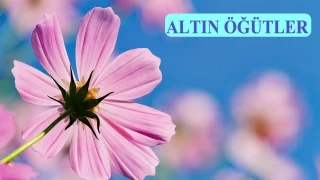 ‘Cimri, güvenilmeye layık değildir’