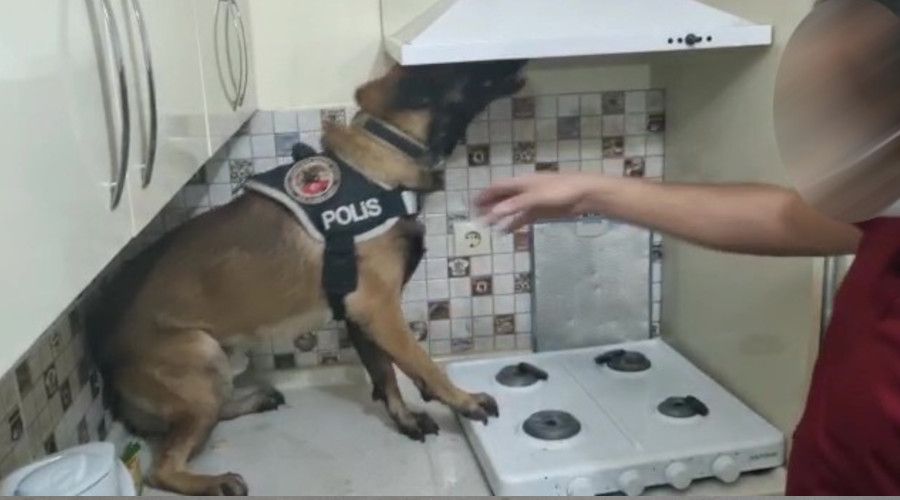 Davlumbaza ve derin dondurucuya sakladılar, narkotik köpeğinden kaçamadı